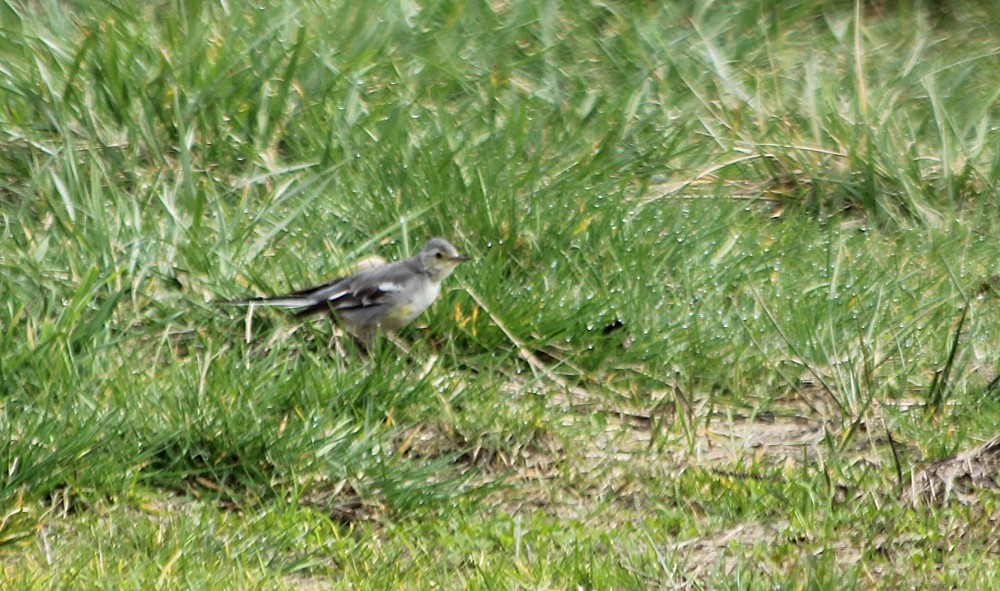 Citrine Wagtail